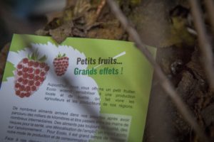 20161123-distribution-fruitiers